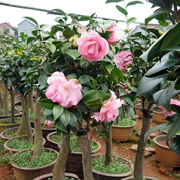 茶花盆栽與油茶嫁接 專業服務，全國承接